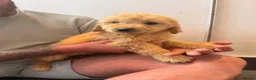 Mini Goldendoodle dogs for sale: READY TO LEAVE!! Miniature goldendoodle puppies  - Advert 10