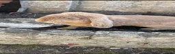 French Lop rabbits for sale: 1 x Large Pure French Lop Buck - Advert 7