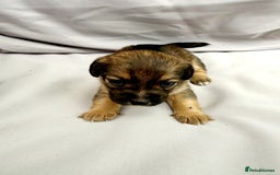 Mixed Breed dogs for sale: Jack Russel Pups in Machynlleth - Image 7
