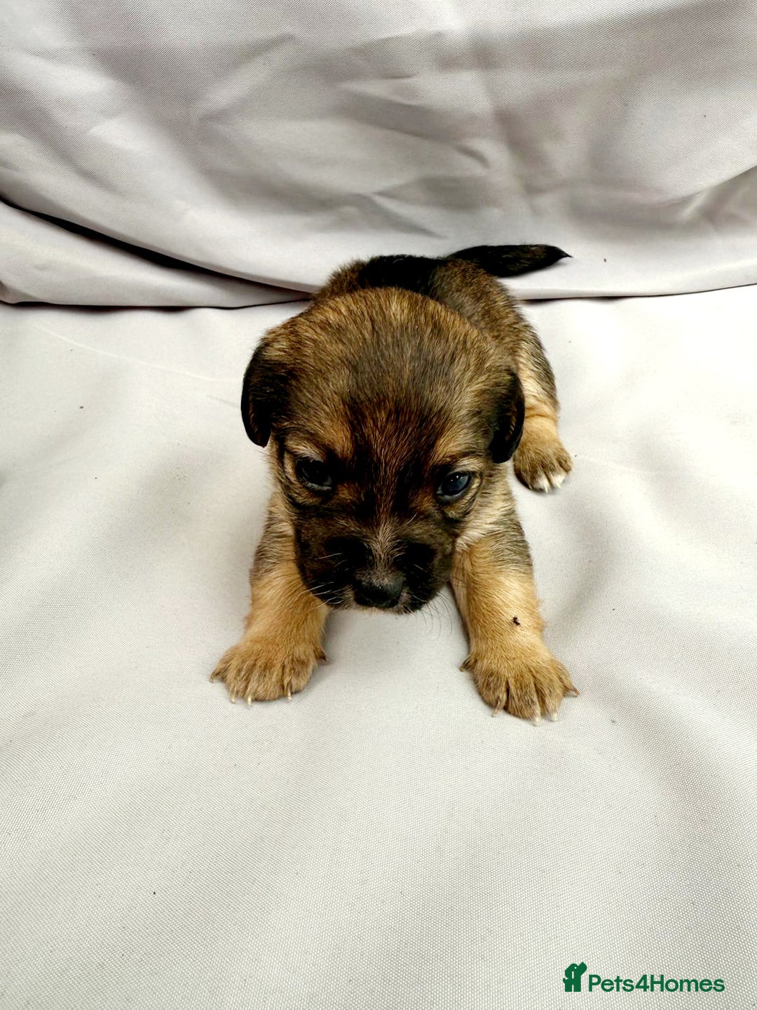 Mixed Breed dogs for sale: Jack Russel Pups in Machynlleth - Image 7