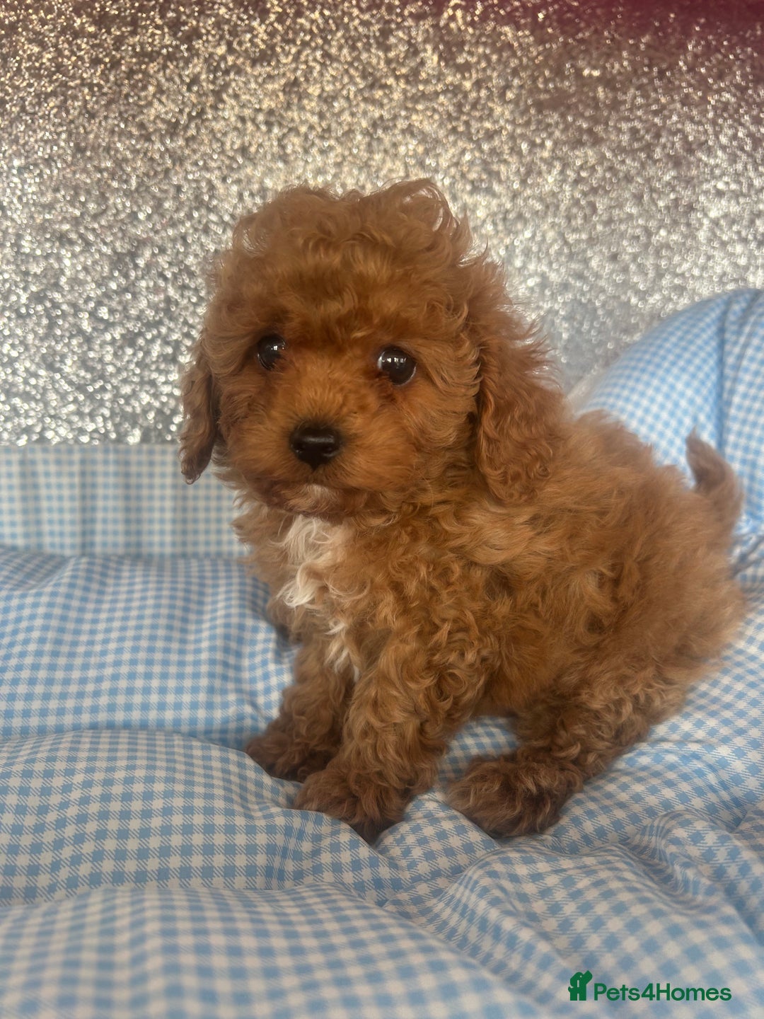 Cavapoo dogs for sale: F1 b cavapoo puppies 🐶  - Image 25