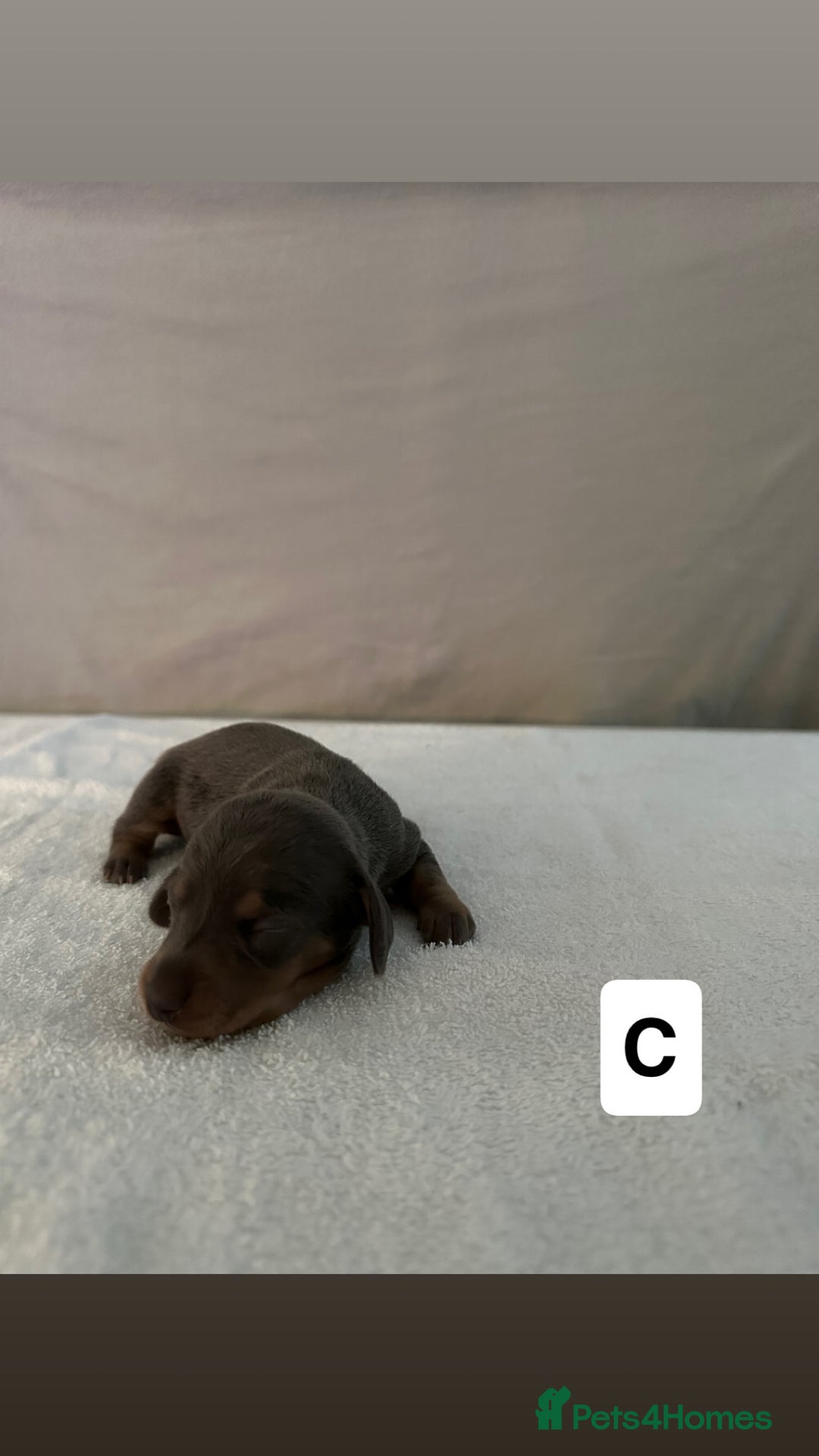 Dachshund dogs for sale: 6 Dachshund Puppies - Advert 6