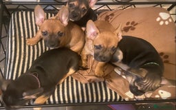 Mixed Breed dogs for sale: French bulldog cross jack russell pups for sale. - Image 4