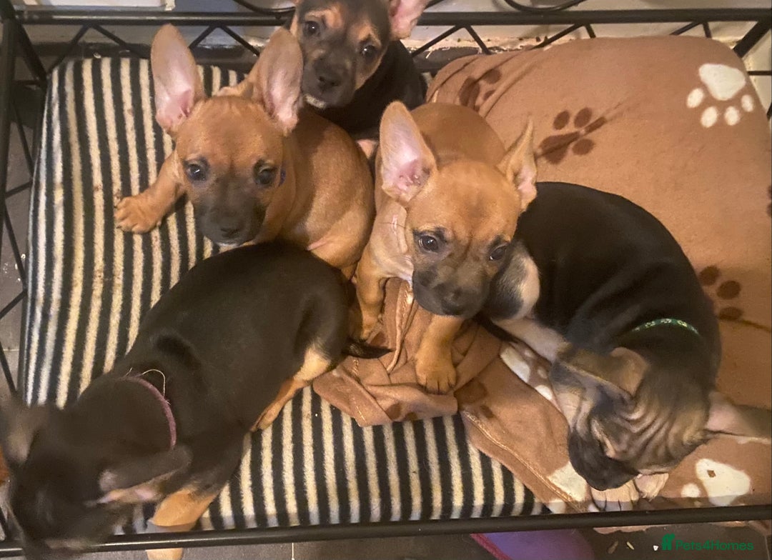 Mixed Breed dogs for sale: French bulldog cross jack russell pups for sale. - Image 4