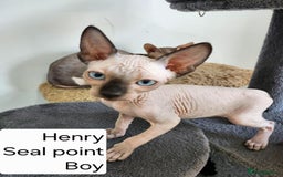 Sphynx cats for sale: REDUCED Ready now qualityTica Canadian kittens - Image 10