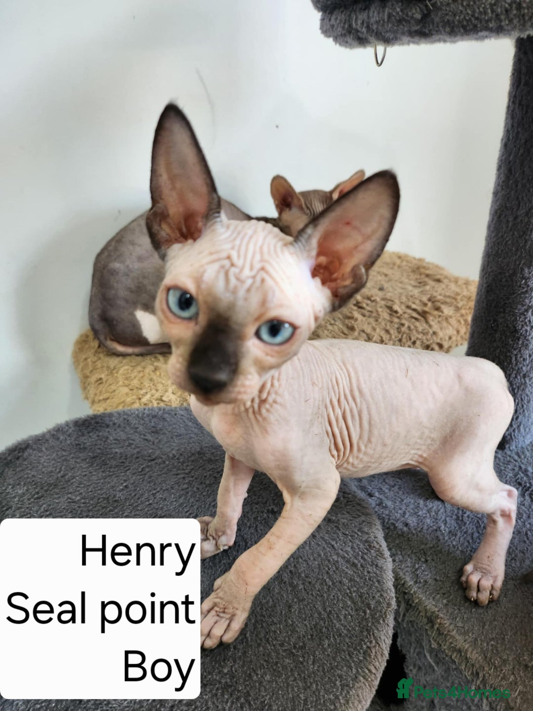 Sphynx cats for sale: REDUCED Ready now qualityTica Canadian kittens - Image 10
