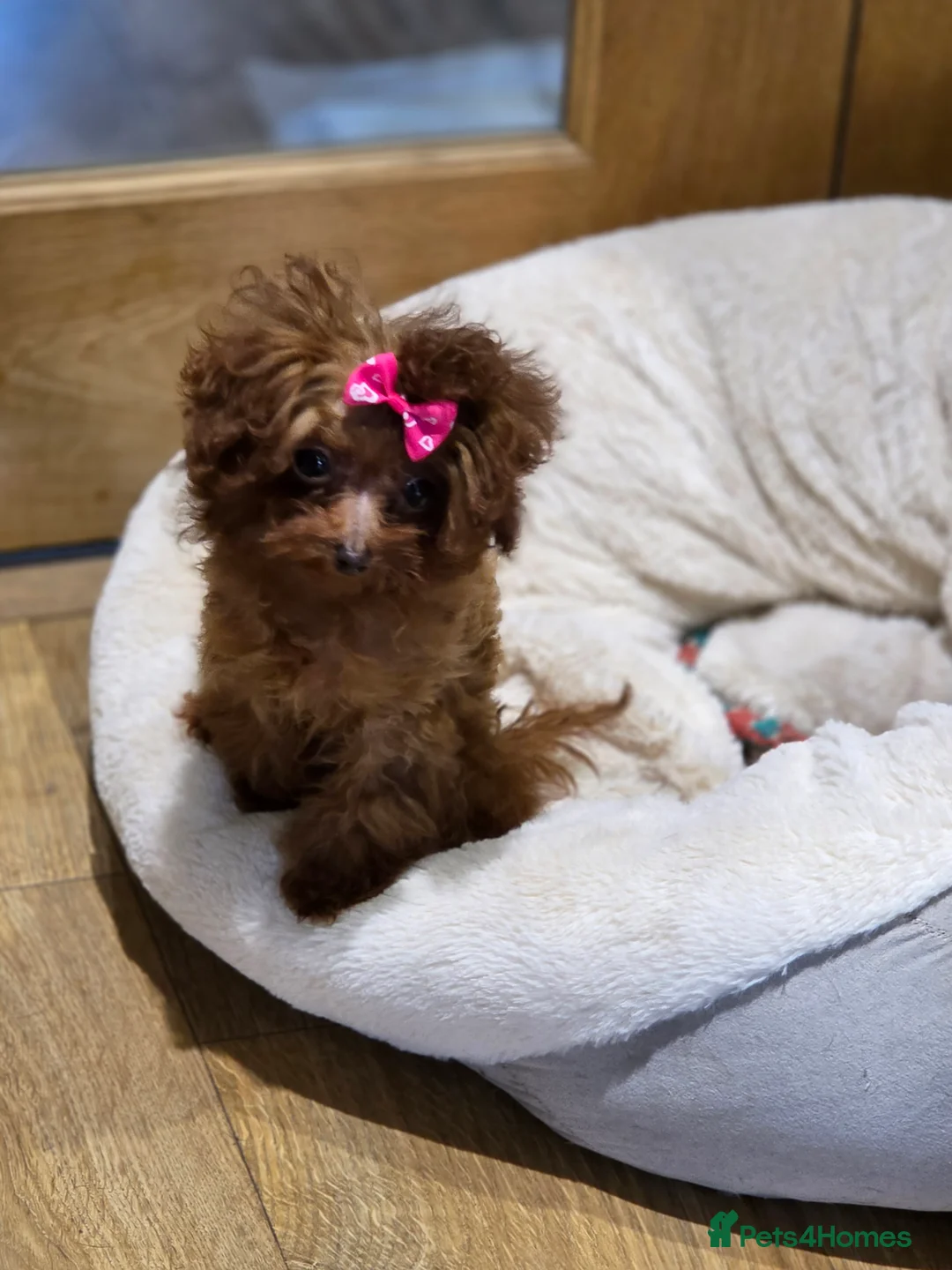 Toy Poodle dogs for sale: Full Asian girl - Advert 26