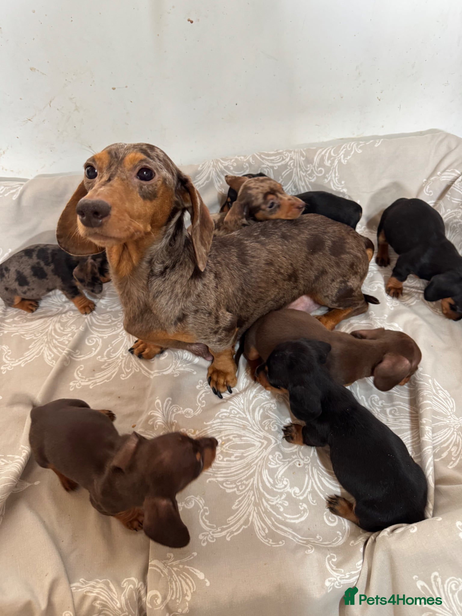 Miniature Dachshund dogs Miniature dachshund puppies  - Advert 1