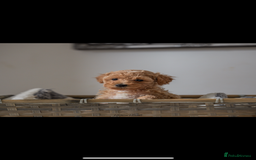 Miniature Poodle dogs for sale: Miniature Poodles LAST GIRL  - Image 2