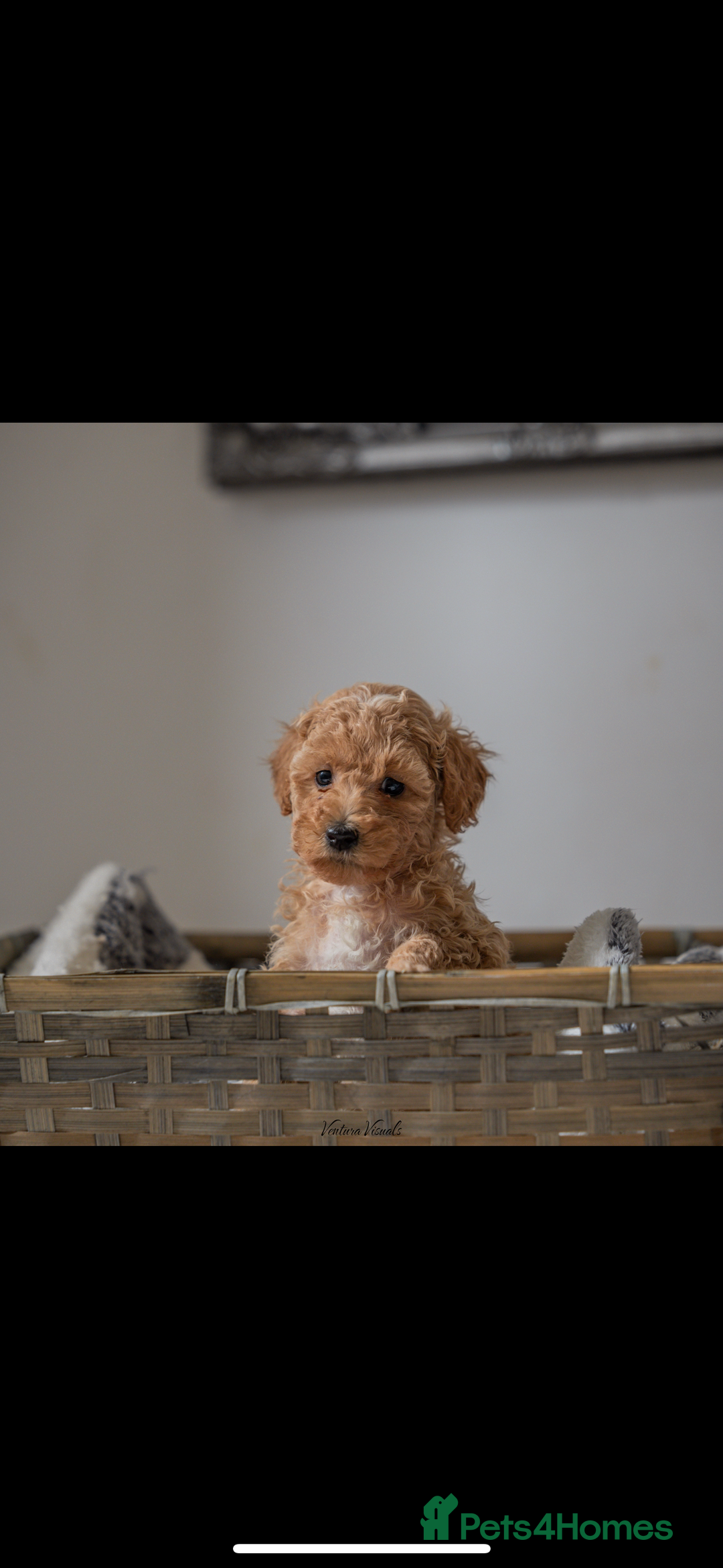 Miniature Poodle dogs for sale: Miniature Poodles LAST GIRL  - Image 2