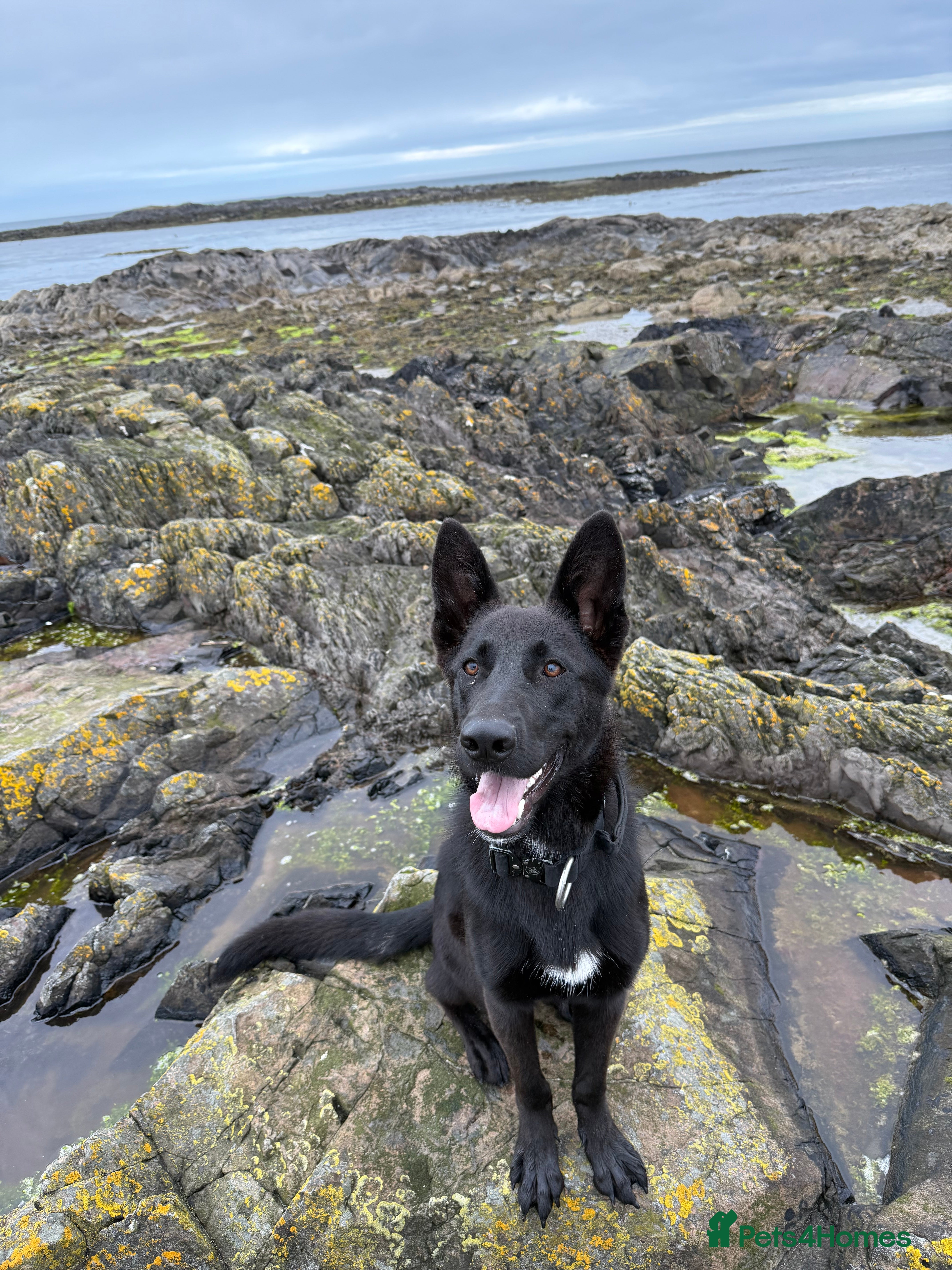 Mixed Breed dogs Labrador x German Shepard puppies  - Advert 3