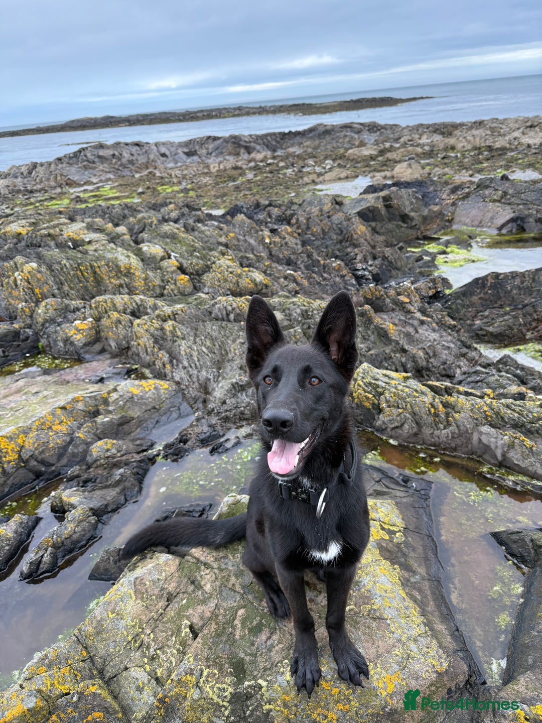 Mixed Breed dogs for sale: Labrador x German Shepard puppies  - Advert 1