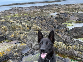 Mixed Breed dogs Labrador x German Shepard puppies - Advert 9