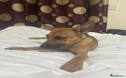 Mixed Breed dogs for sale: Beautiful mixed puppy needing a home - Image 1