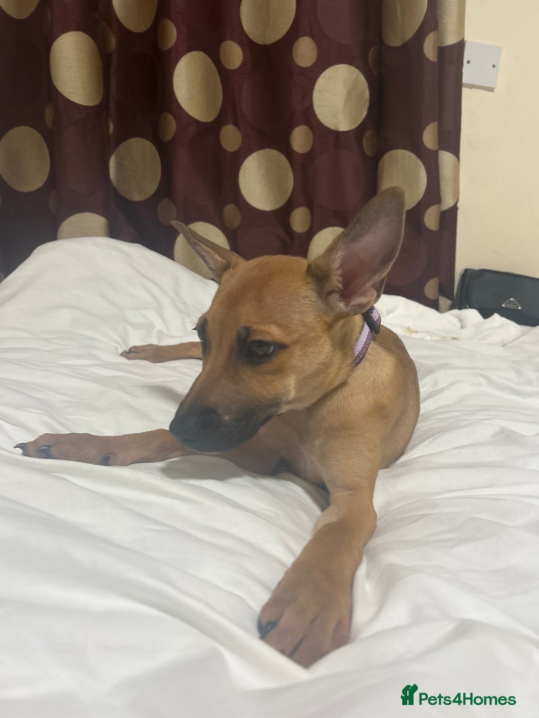 Mixed Breed dogs for sale: Beautiful mixed puppy needing a home - Image 1