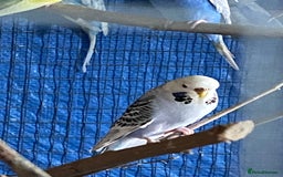 Budgerigars birds for sale: Reserved 2 pairs of budgies (please read full) - Image 8