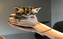 British Shorthair cats for sale: STUNNING AND LOVING BSH x DSH KITTENS - Image 3