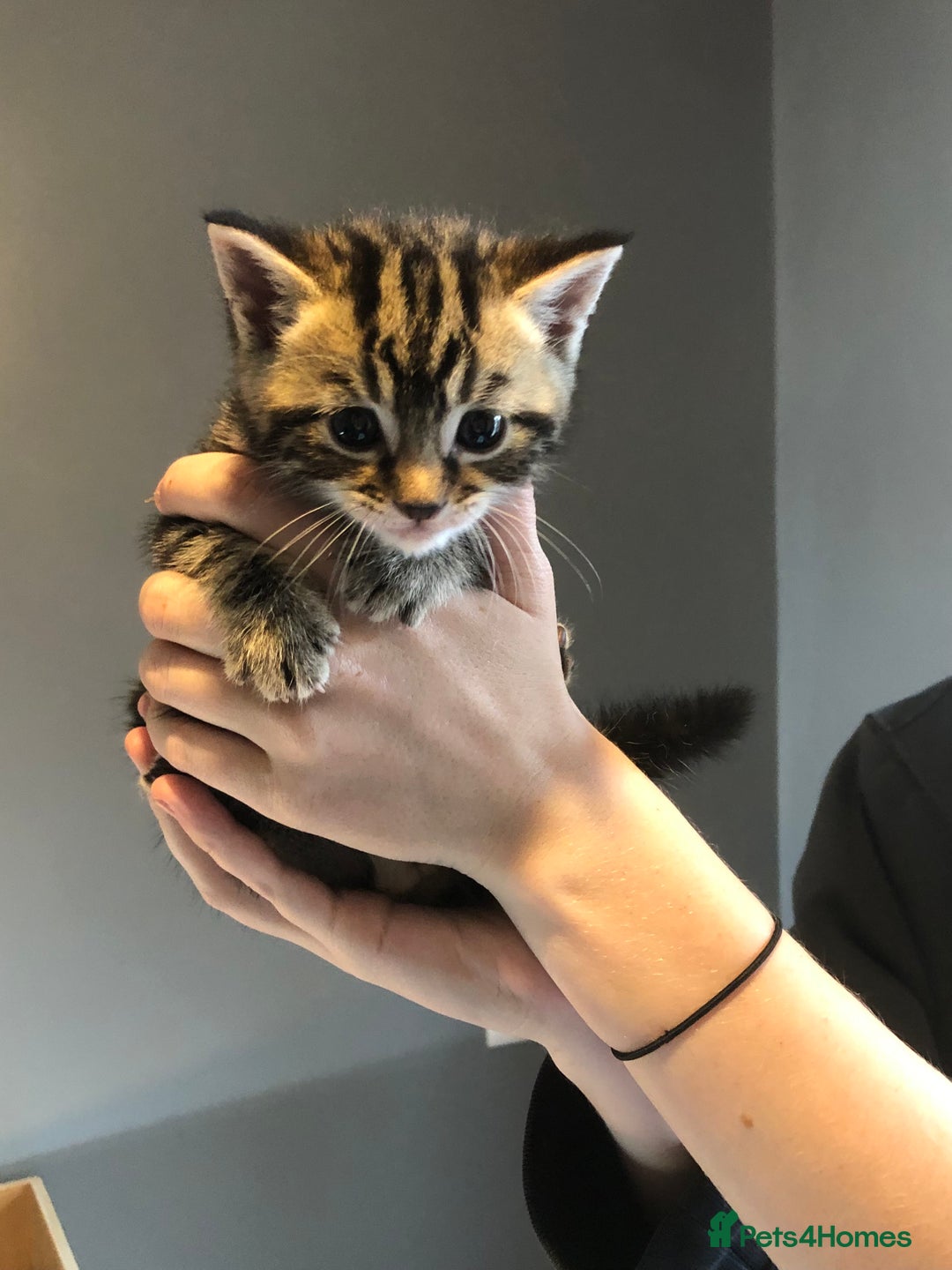British Shorthair cats for sale: STUNNING AND LOVING BSH x DSH KITTENS - Image 3
