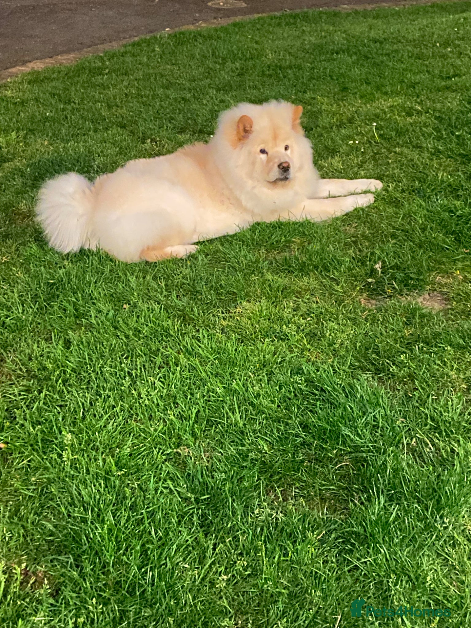 Chow Chow dogs for sale: Chow chow girl - Advert 3