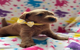 Labradoodle dogs for sale: Miniature Labradoodles  - Image 11