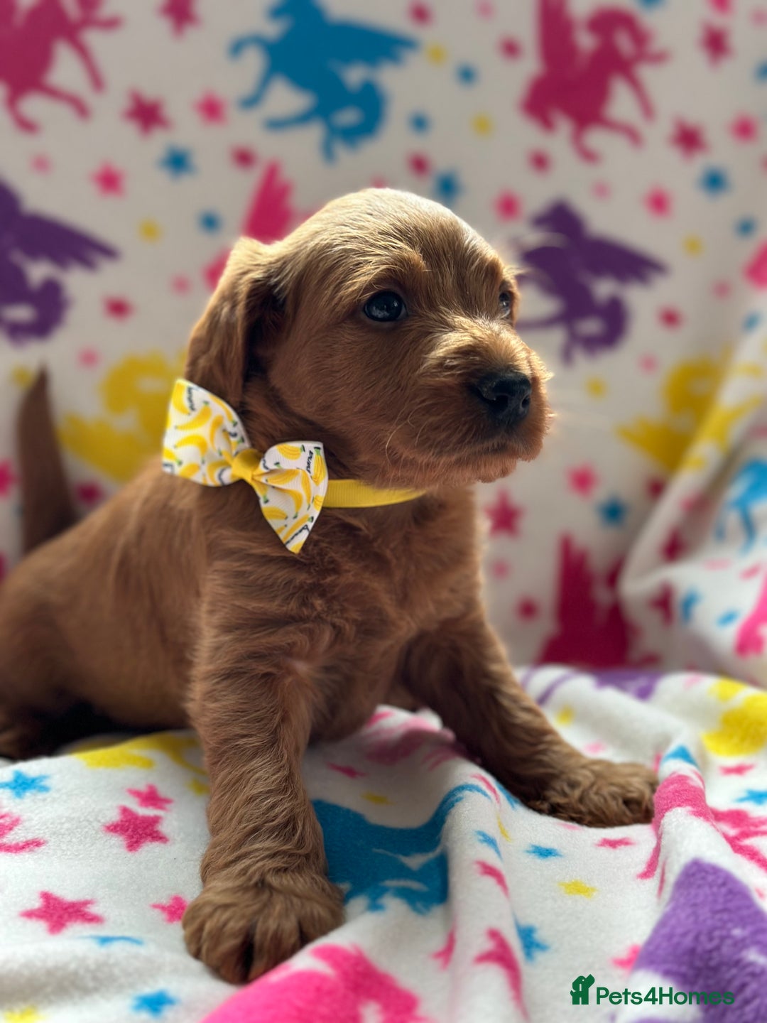 Labradoodle dogs for sale: Miniature Labradoodles  - Image 11