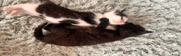 Mixed Breed cats for sale: Kittens ready now in Pulborough - Advert 3