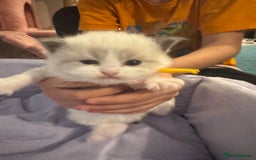 Ragdoll cats for sale: Three beautiful blue ragdoll kittens  - Image 13