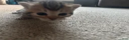 Bengal cats for sale: Bengal kittens  - Advert 9