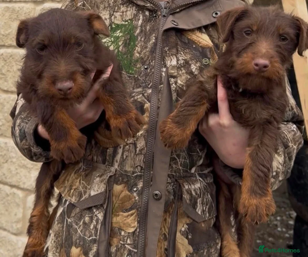 Jagdterrier dogs for sale: 2x jagdterrier bitches  in Maldon - Advert 1