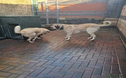 Turkish Kangal dogs for sale: Turkish kangal  - Image 6