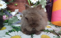 Lionhead rabbits for sale: 8 wk old Lionhead babies  in Barnsley - Image 8