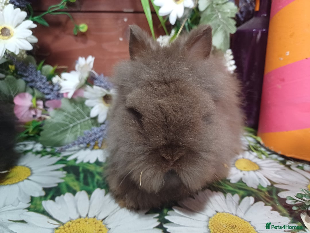 Lionhead rabbits for sale: 8 wk old Lionhead babies  in Barnsley - Image 8