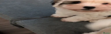 Mixed Breed Puppy 4