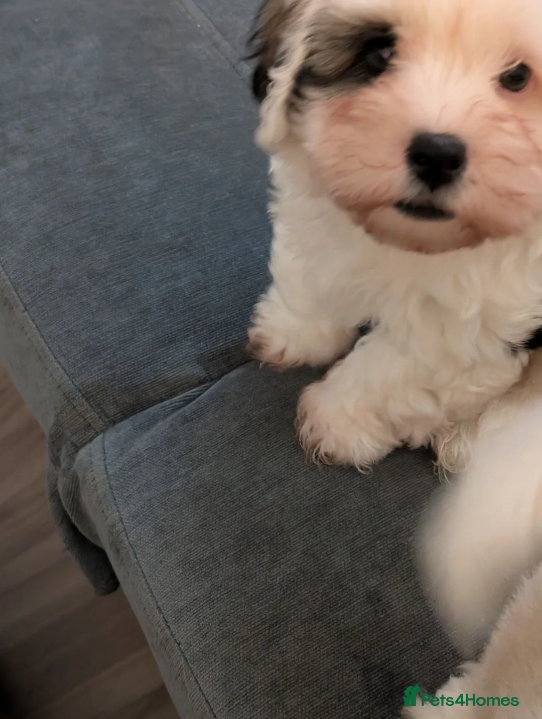 Mixed Breed dogs for sale: Adorable, dachshund/schnauzer/shichon x  in Margate - Advert 37