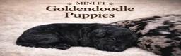 Goldendoodle dogs for sale: Beautiful miniature F1 Goldendoodle in Hebden Bridge - Advert 8