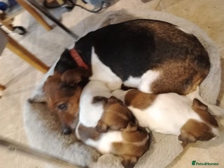 Jack Russell dogs Jack russell puppies - Advert 18