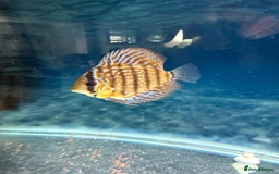 Discus fish for sale: Discus fish - Image 13
