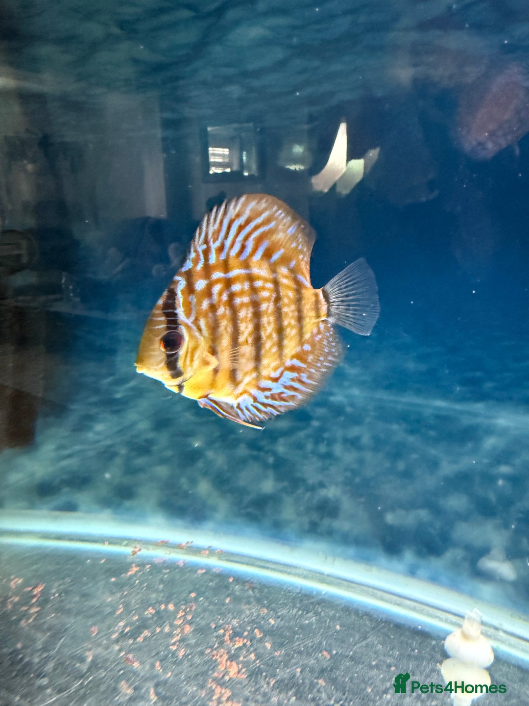 Discus fish for sale: Discus fish - Image 13