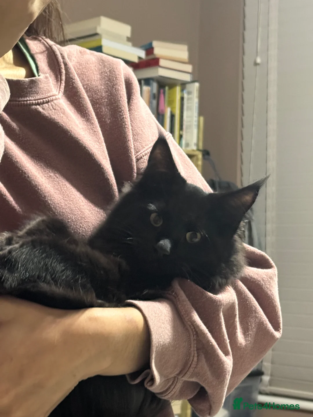 Maine Coon cats for sale: Black Smoke Maine Coon in London - Advert 1