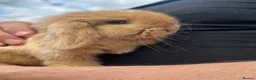 Mini Lop rabbits for sale: Mini lop rabbits  - Advert 8