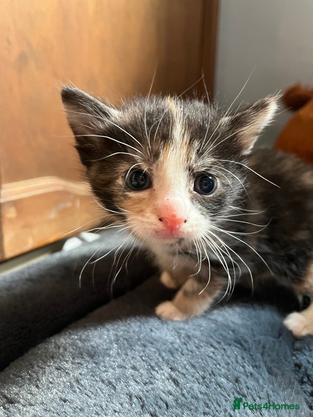 Mixed Breed cats for sale: 1 boy 2 girl kittens - Image 5