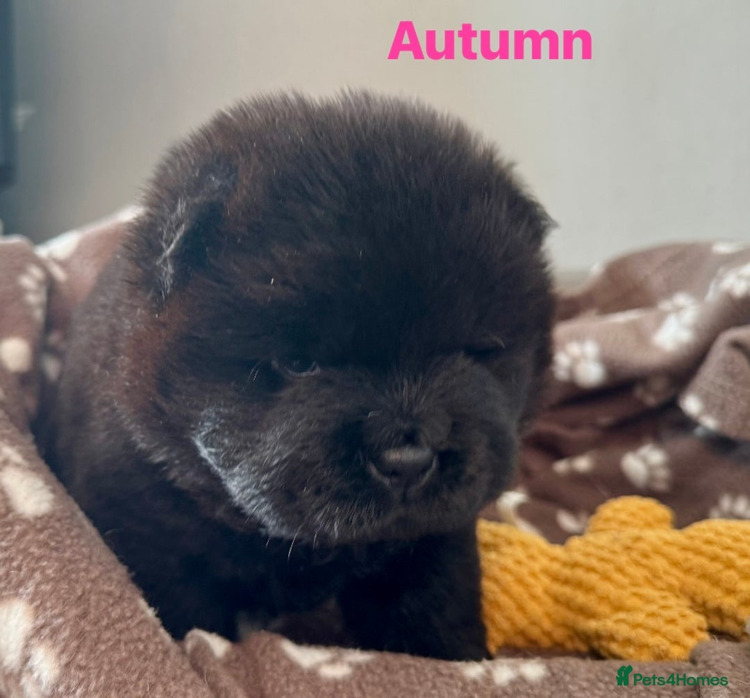 Chow Chow dogs for sale: Wyvernwest - Puppies have arrived  - Advert 10