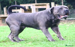 Boerboel dogs for stud: Imperial Health Tested & Champion Stud in Eastleigh - Image 39