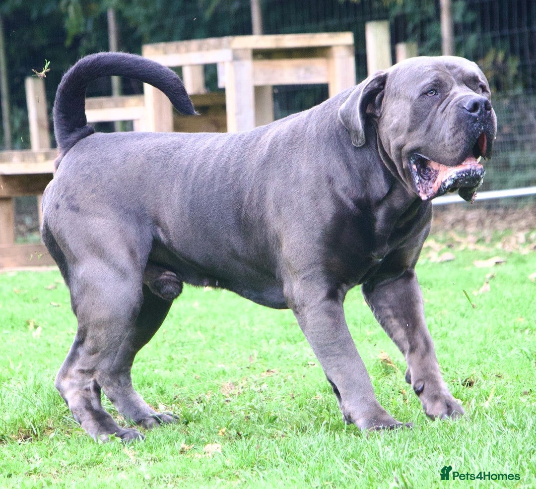Boerboel dogs for stud: Imperial Health Tested & Champion Stud in Eastleigh - Image 39