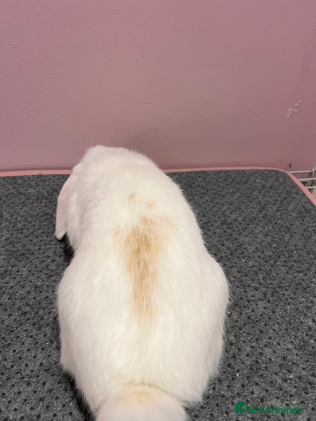 Mini Lop rabbits for sale: 15 week old male mini lop for sale  - Advert 3