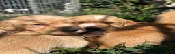 Cockerdor dogs for sale: Beautiful Deep Red Cockerdors DNA Clear in Sleaford - Advert 3