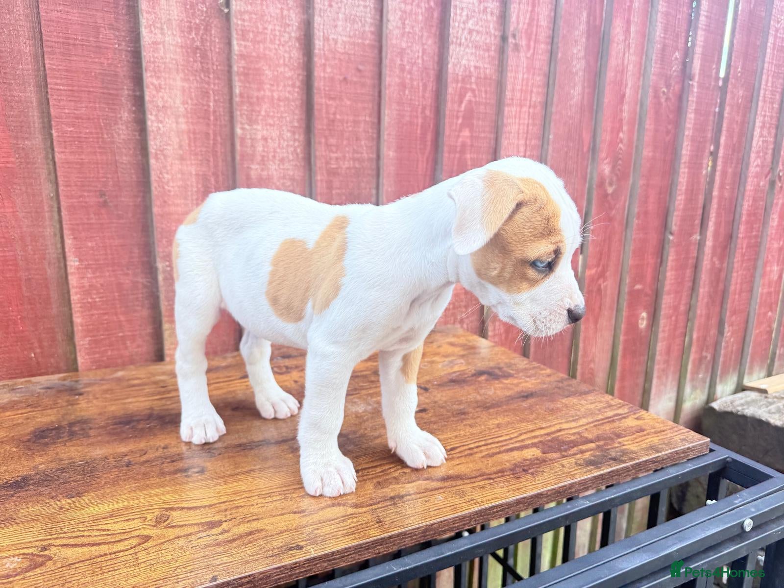 American Bulldog dogs Johnsons American Bulldog Puppies for sale - Advert 19