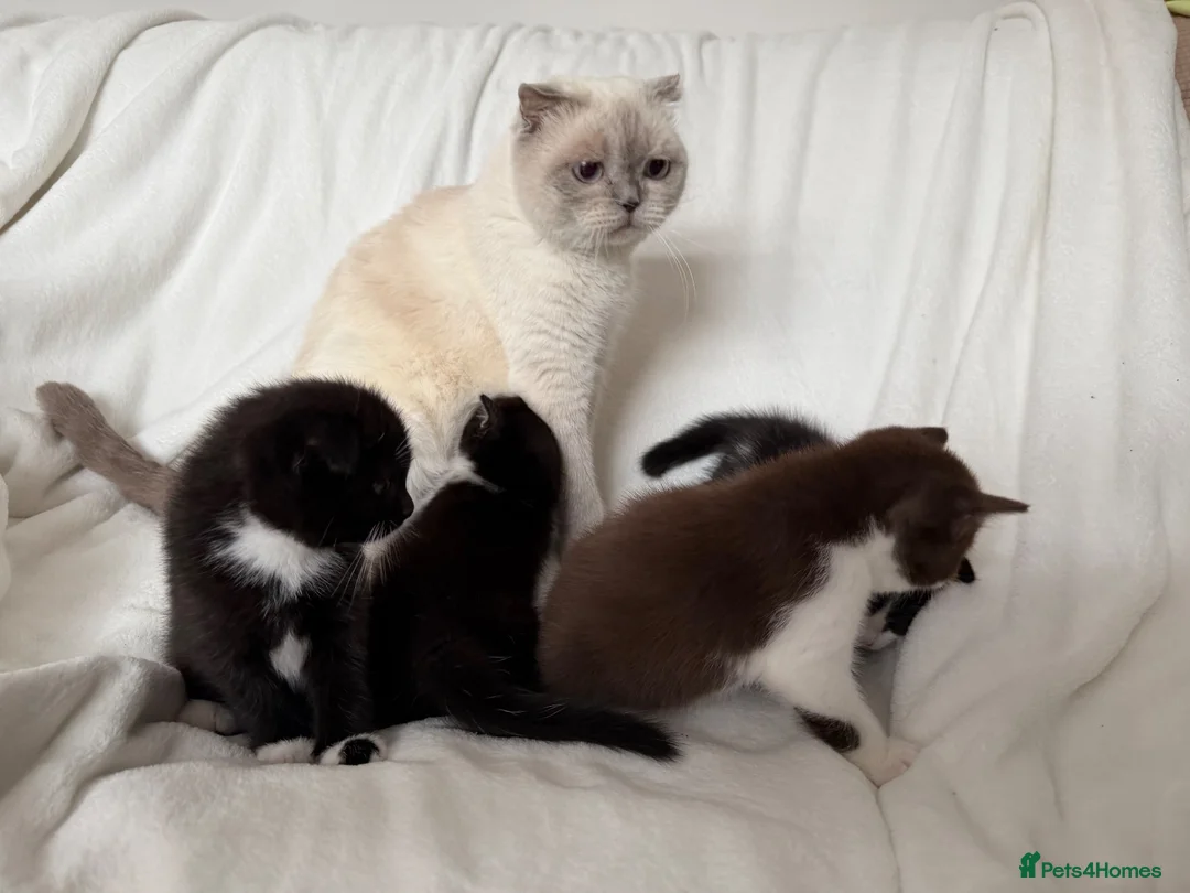 Scottish Fold cats for sale: 🖤🤍Adorable Scottish Kitten Ready for Loving Home - Advert 2