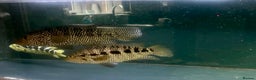 Other/Mixed Breed fish for sale: Predatory fish - rays - eel - jags  - Advert 11