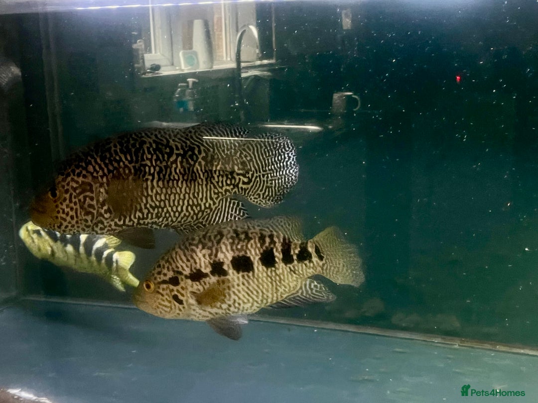 Other/Mixed Breed fish for sale: Predatory fish  - Image 11